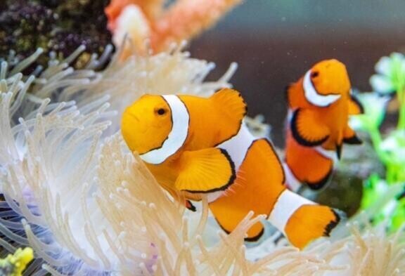 [お題]from:枝豆さん