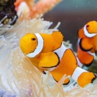 [お題]from:枝豆さん