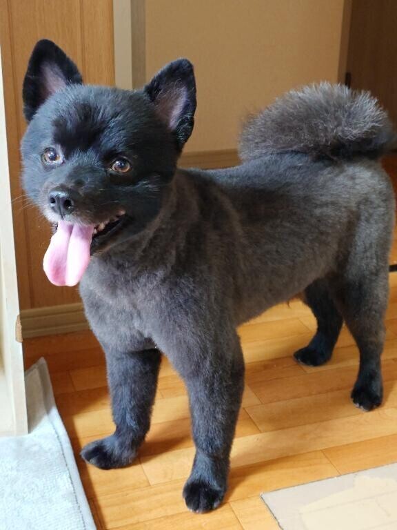 実家のポメのトリミング(*´艸`)