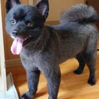 実家のポメのトリミング(*´艸`)