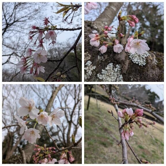 桜城址公園？