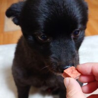 実家のワン！