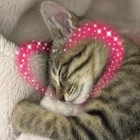 我が家の猫ちゃん