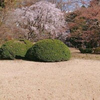 雪乃【ゆきの】