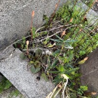 春ですね