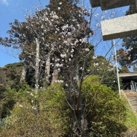 昨日の桜
