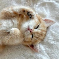 [お題]from:二択だよ♪さん