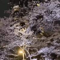 夜桜もキレイ