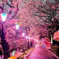 夜桜で狂う？
