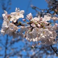 春を抱く城壁