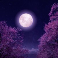 眠れにゃいのだ…