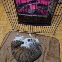 気持ちよさそう(о´∀`о)