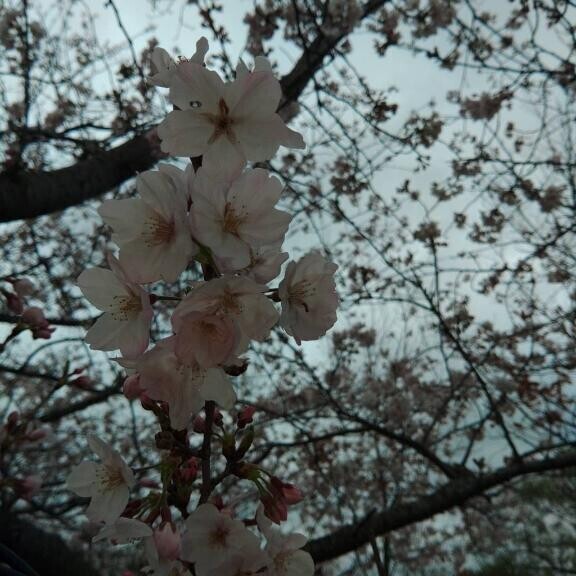 出勤しました