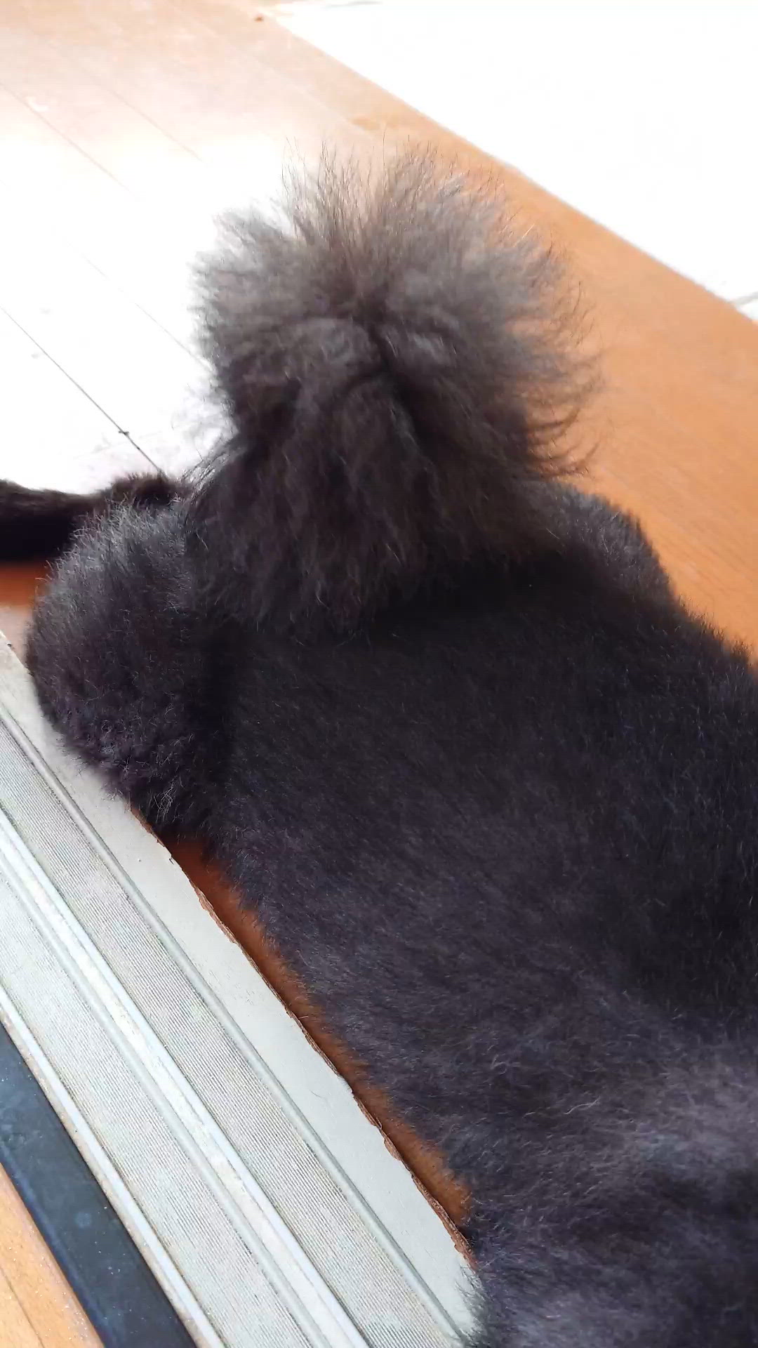 嬉しさが抑え切れないらしい…(  ˙꒳​˙  )