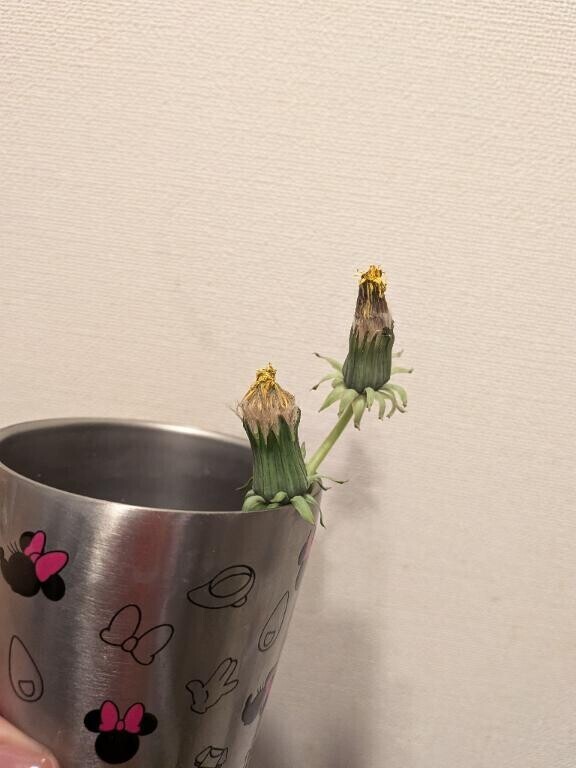 たんぽぽ育ててます！！