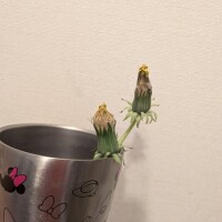 たんぽぽ育ててます！！