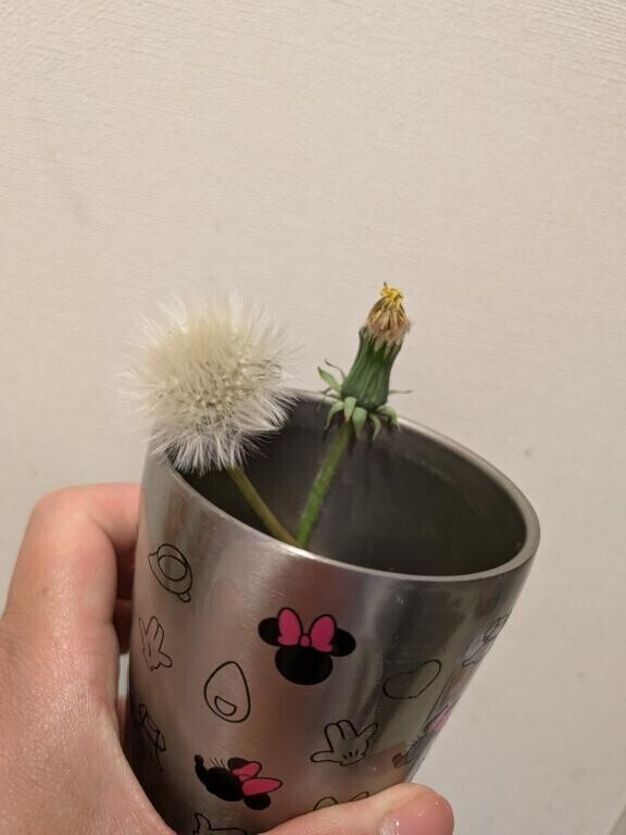 たんぽぽ育成中