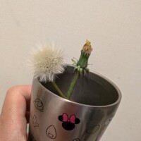 たんぽぽ育成中