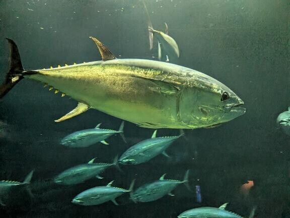 何の魚でしょう？