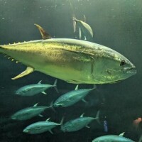 何の魚でしょう？