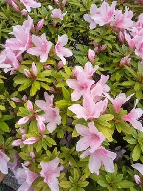 明日出勤します♪