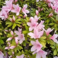 明日出勤します♪