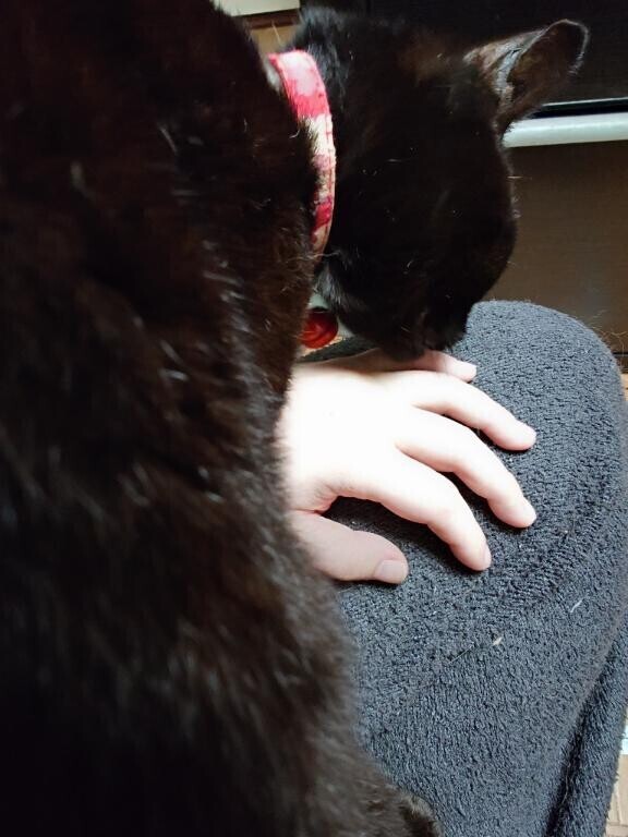 めちゃくちゃ毛繕いされるんだけどー