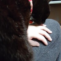 めちゃくちゃ毛繕いされるんだけどー