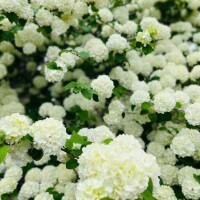 [お題]from:コーンさん