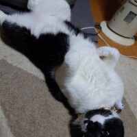 ニャンコパワーチャージ♡