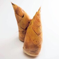 たけのこ (⁠◍⁠•⁠ᴗ⁠•⁠◍⁠)