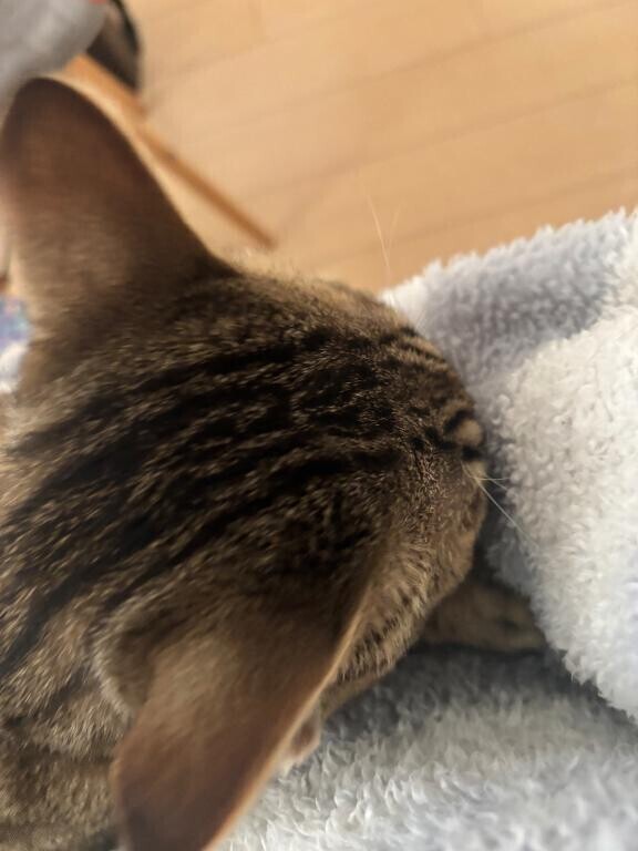 食いしん坊の