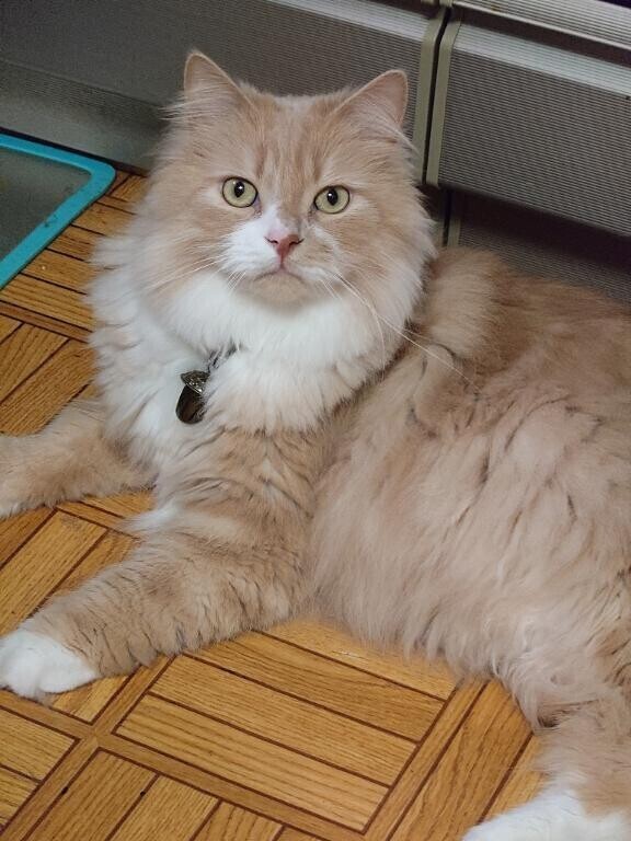 末っ子、ベル坊のオヤツ待ち(^^)