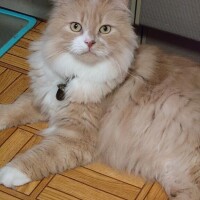 末っ子、ベル坊のオヤツ待ち(^^)