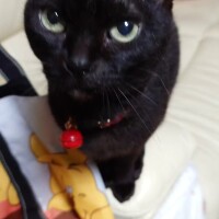 チョビ姫様を愛でて仕事に行く！！