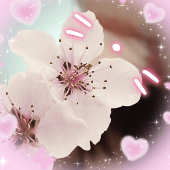キス魔の桜