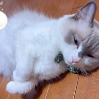 明日、出勤しますっ