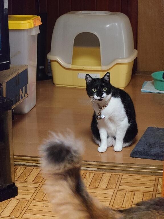 爪切りを警戒しておる(*´艸`)