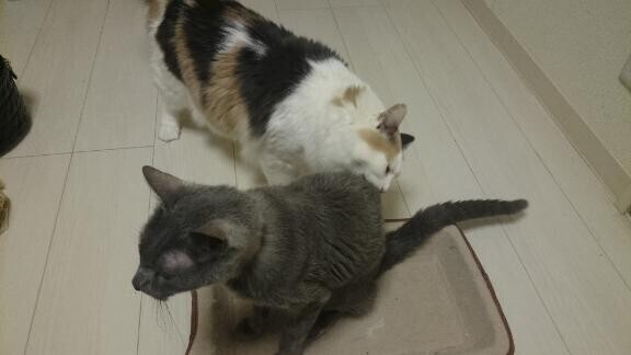 [お題]from:猫飼いたいさん