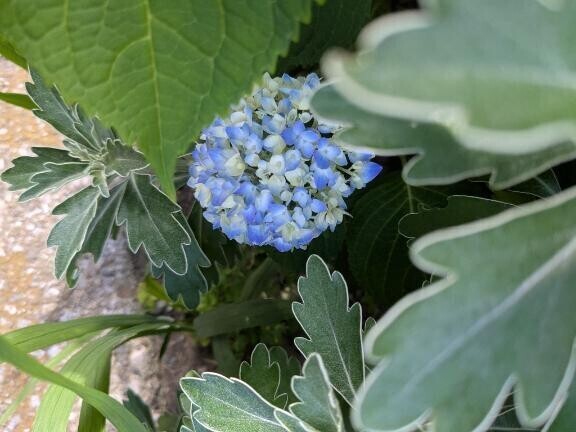 紫陽花に隠した本音