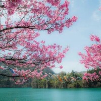 有栖【ありす】