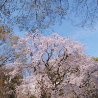 レア