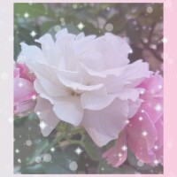 みたよ