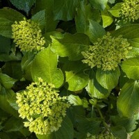 紫陽花