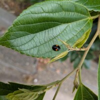 てんとう虫見つけた