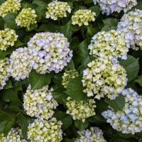 紫陽花