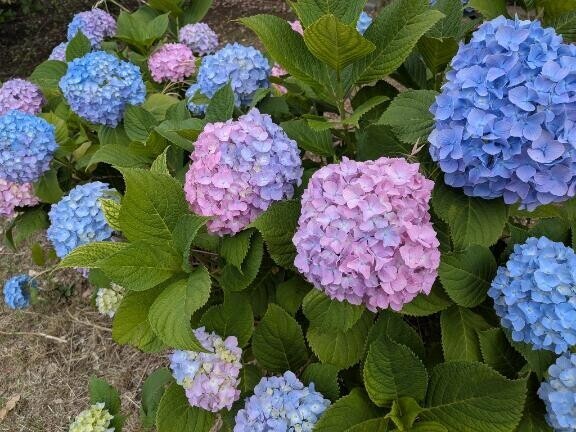 紫陽花
