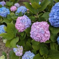 紫陽花