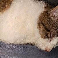 今週の日曜