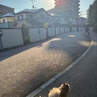 (*ﾉ´∀`*)ﾉ ｲｯﾃﾗｯｼｬｲ♪